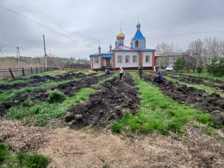 Хвойная роща для храма. Хвойная роща для храма.